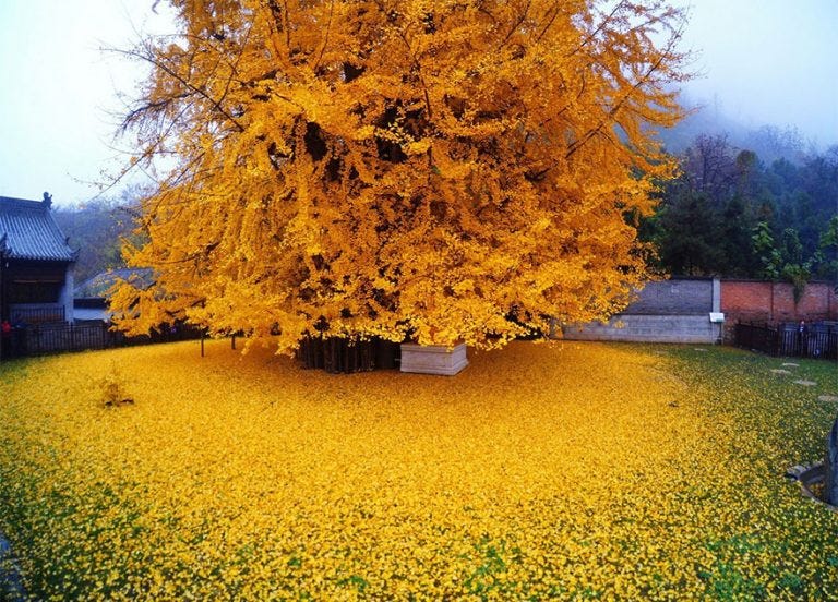 i benefici ambientali degli alberi di Trento in euro